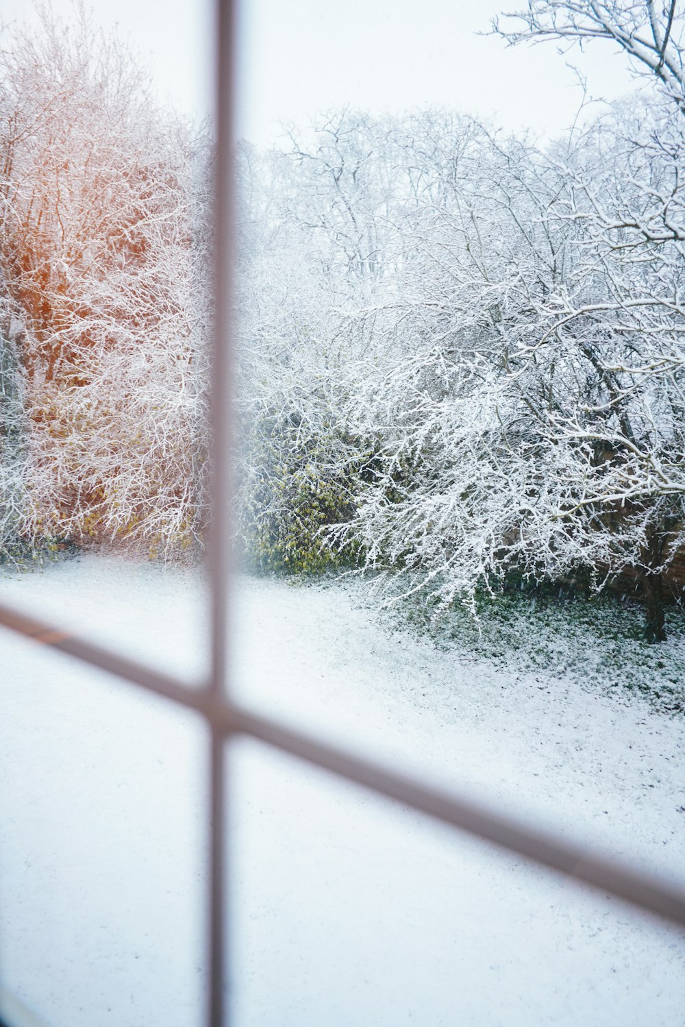 snow covered trees during daytime