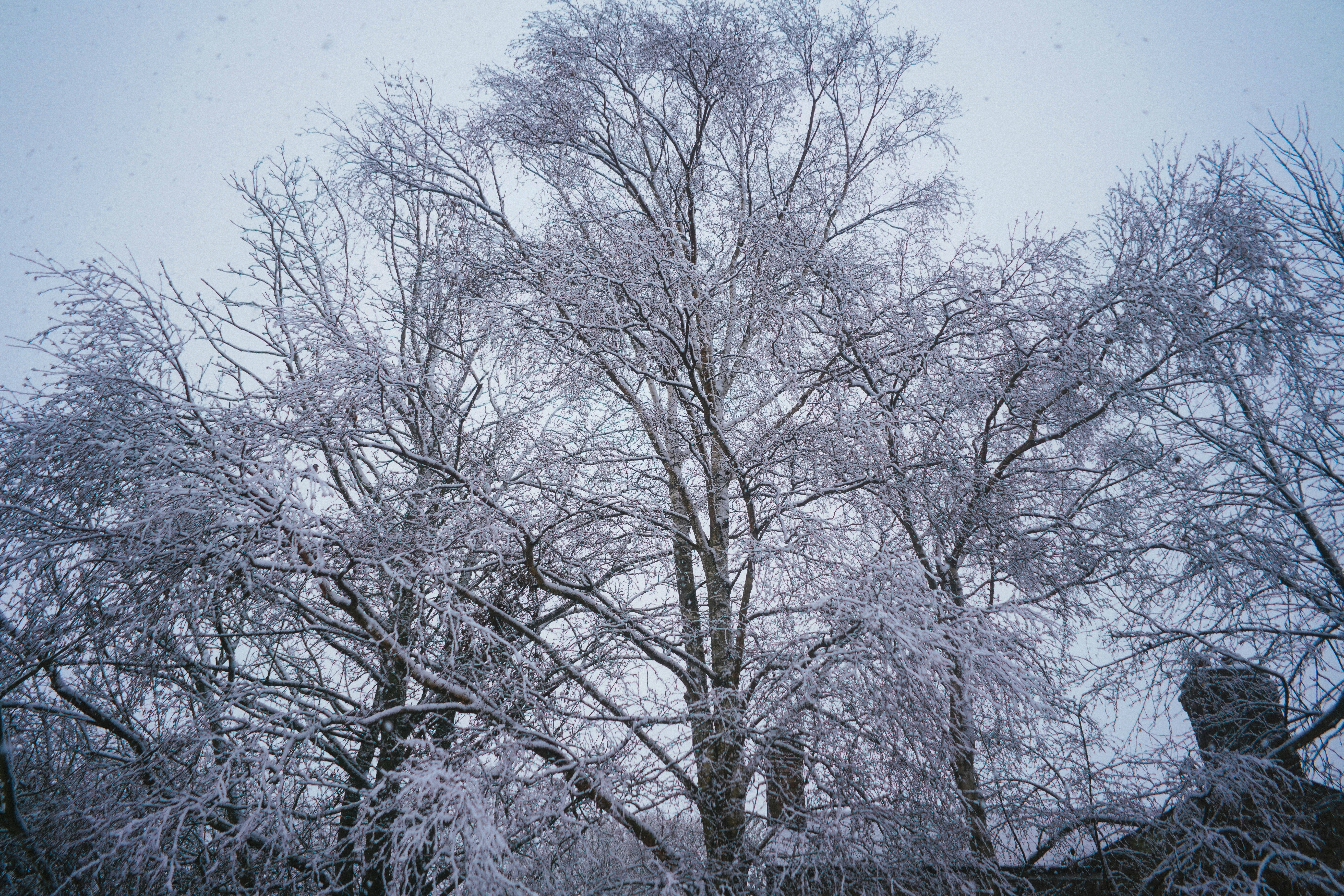 leafless trees under blue sky