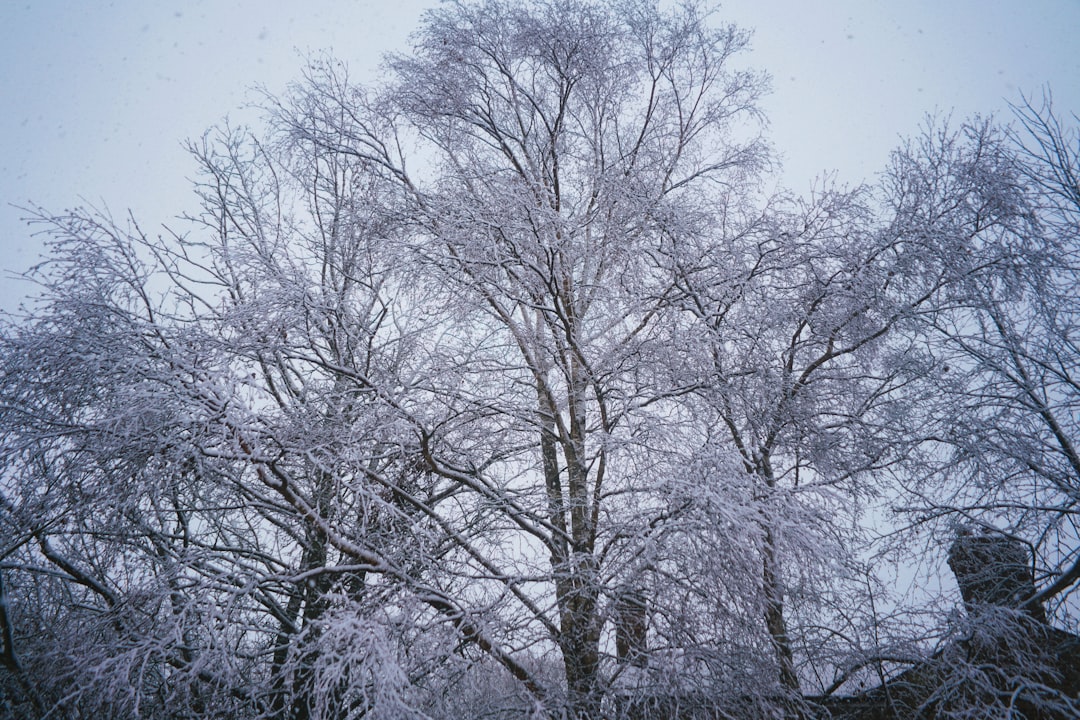 leafless trees under blue sky