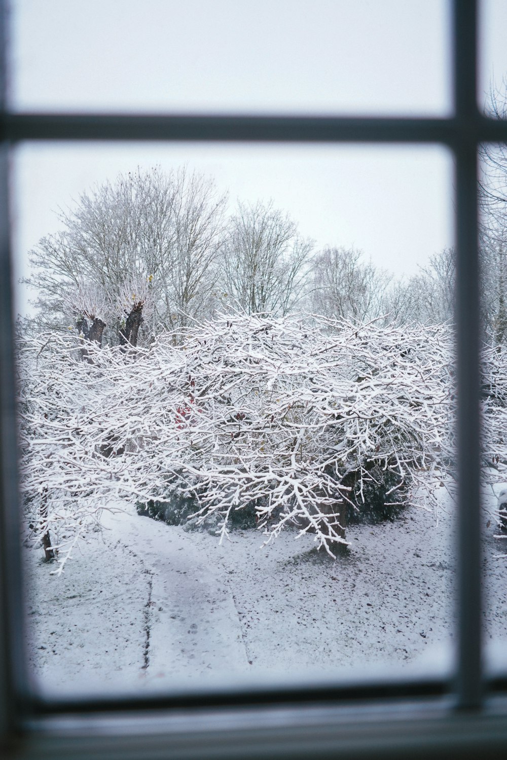 Árbol sin hojas cubierto de nieve