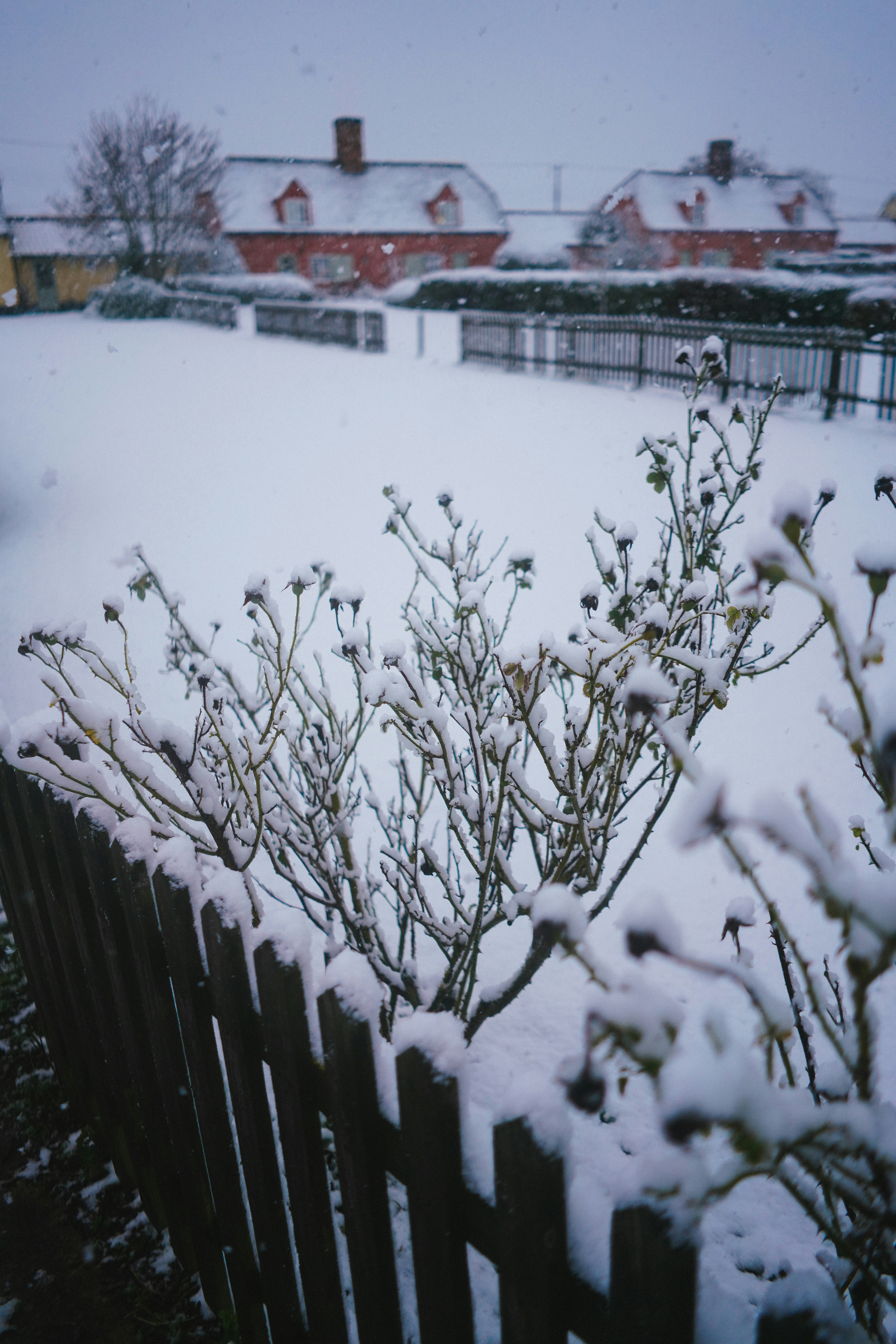rami di alberi innevati durante il giorno