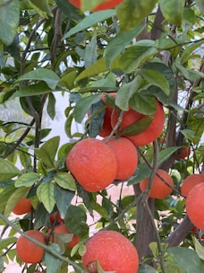 Branches of a tree filled with vibrant orange fruits surrounded by lush green leaves, suggesting a healthy and abundant citrus plant. The backdrop is blurred, focusing attention on the fruit-laden branches.