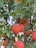 Branches of a tree filled with vibrant orange fruits surrounded by lush green leaves, suggesting a healthy and abundant citrus plant. The backdrop is blurred, focusing attention on the fruit-laden branches.