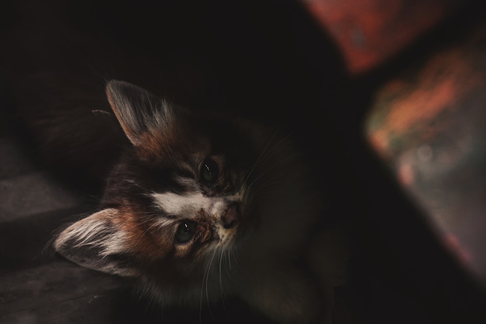 black and brown cat in close up photography