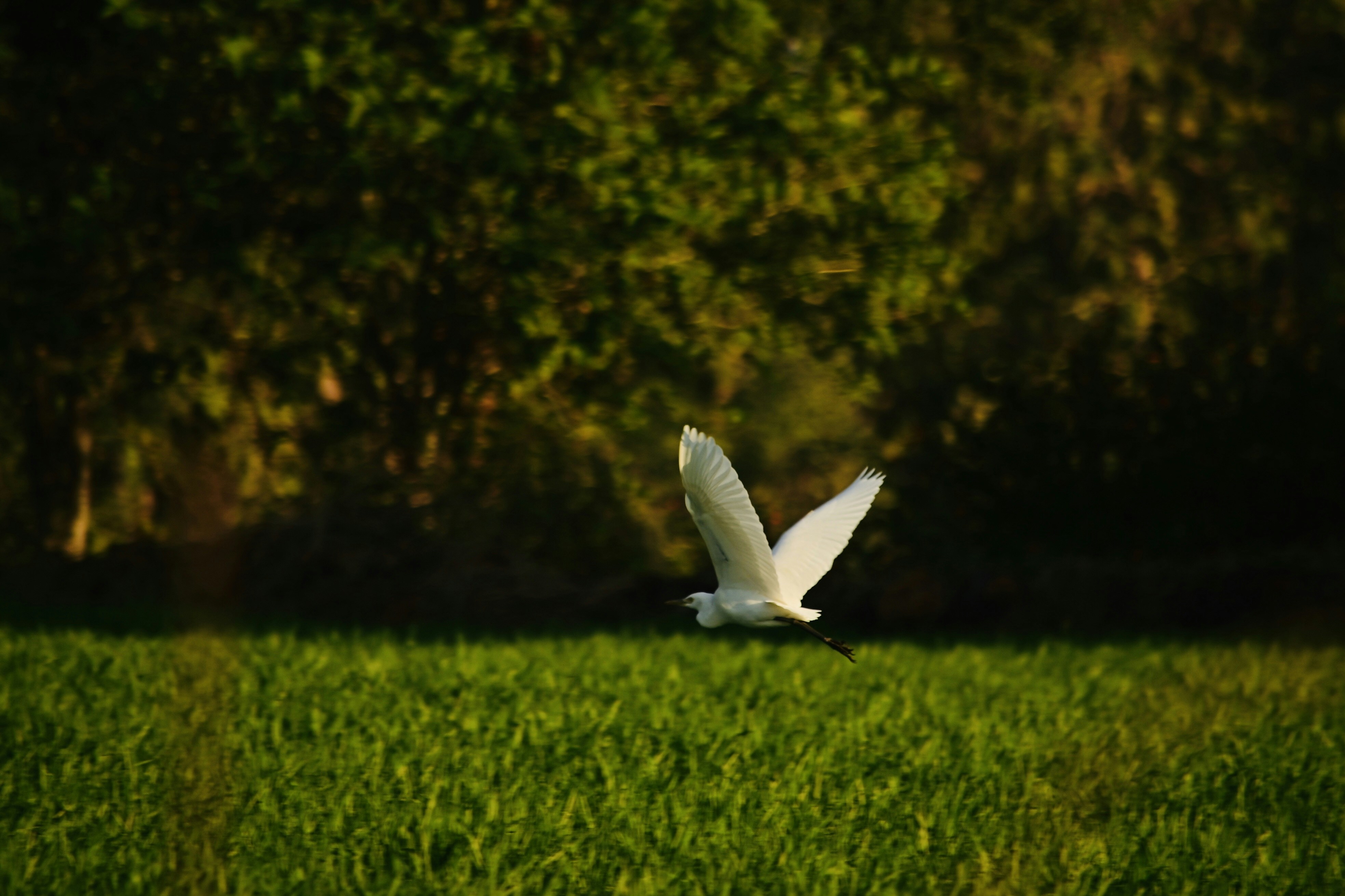 A small injured bird lying on soft grass, gentle morning light, hopeful, serene atmosphere