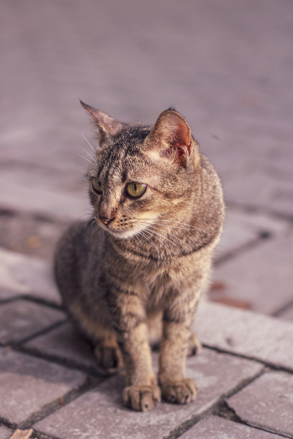 brown tabby cat on gray concrete floor