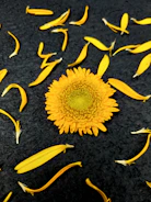 Creative portfolio layout with dark backgrounds and vibrant yellow details