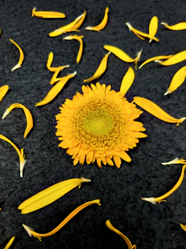 Creative portfolio layout with dark backgrounds and vibrant yellow details