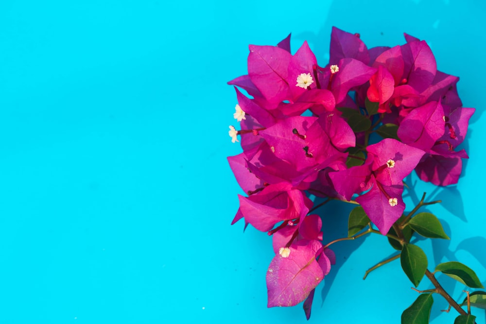 red leaves on blue surface