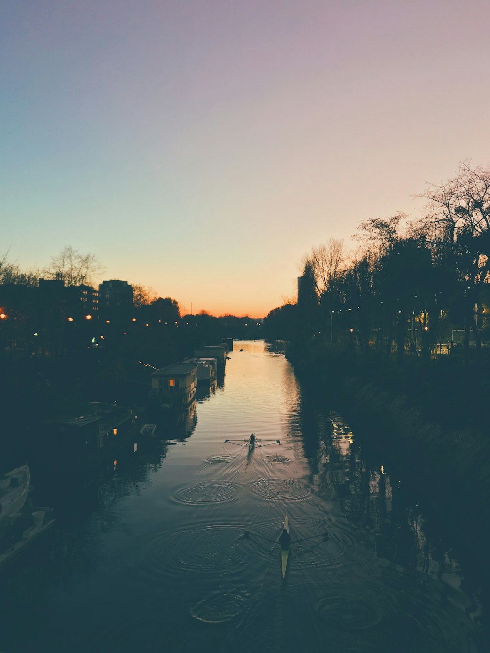 silhouette of trees near body of water during sunset