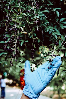 person in blue denim jeans and white gloves holding green leaves