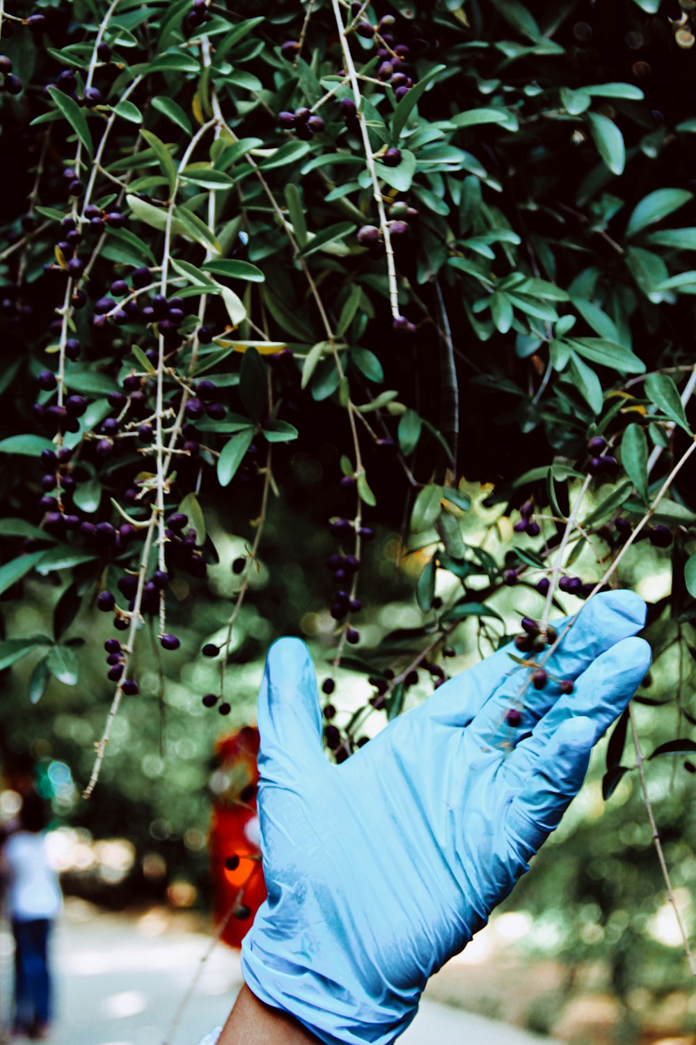 person in blue denim jeans and white gloves holding green leaves