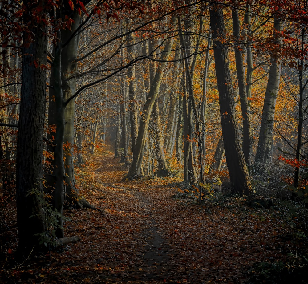 brown trees on brown soil