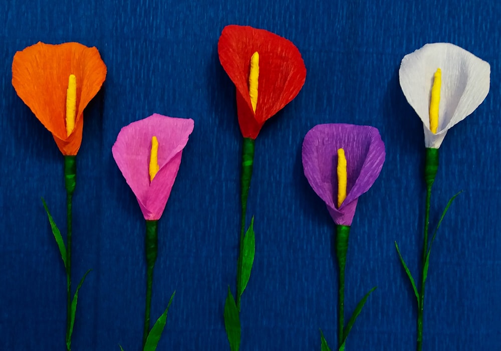 fleur de tulipe rouge et blanche photo – Photo Plante Gratuite sur Unsplash