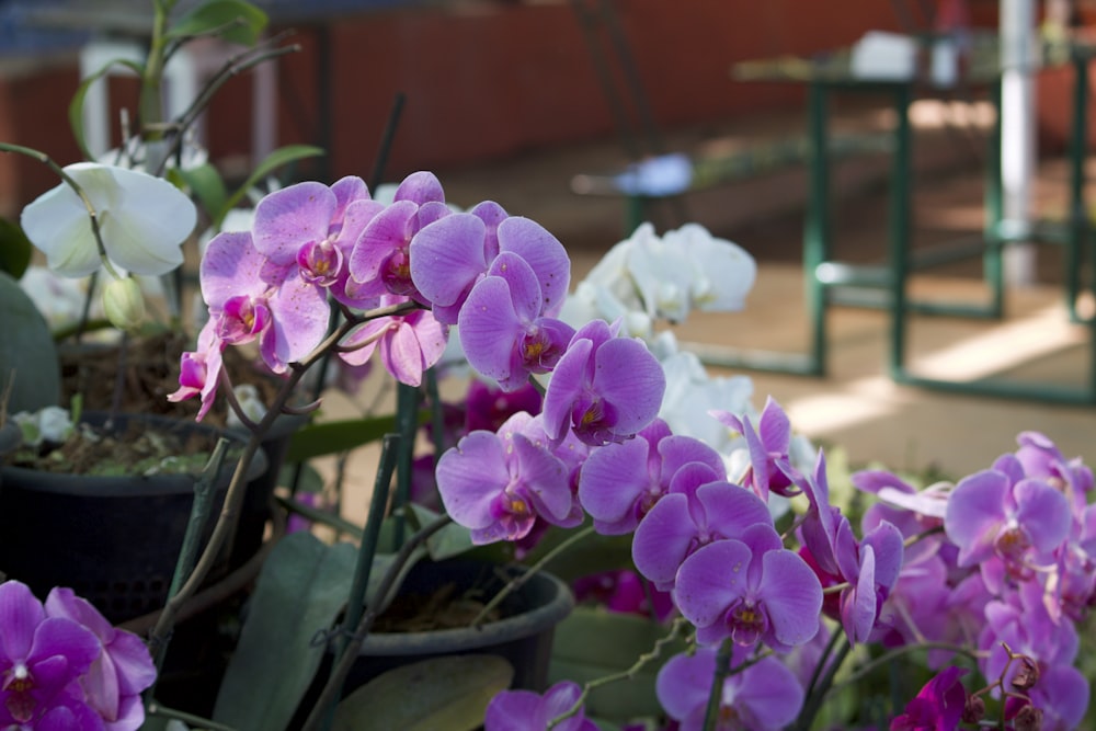 purple moth orchids in bloom during daytime