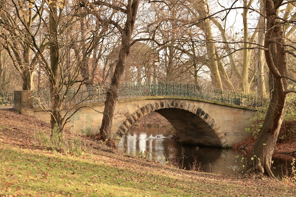 Braune Bäume in der Nähe des Flusses während des Tages