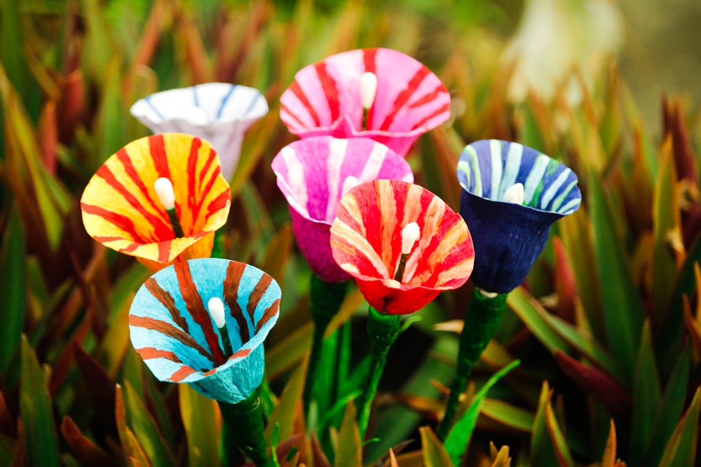 white red and blue flowers