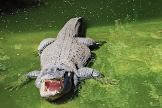 crocodile on green water during daytime