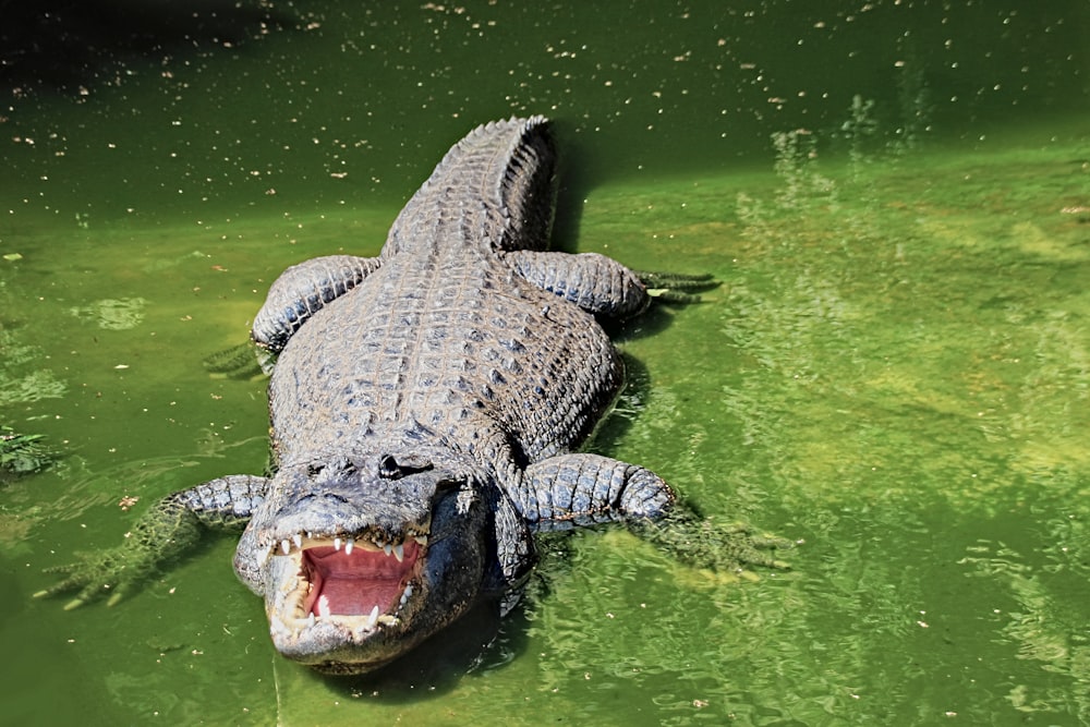 昼間の緑の水のクロコダイル