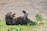 A bear is lying on its back on grassy ground, appearing to be in a playful or relaxed posture with its legs raised and mouth slightly open. Behind the bear is a textured wall, and some green plants can be seen around it.
