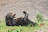 A bear is lying on its back on grassy ground, appearing to be in a playful or relaxed posture with its legs raised and mouth slightly open. Behind the bear is a textured wall, and some green plants can be seen around it.