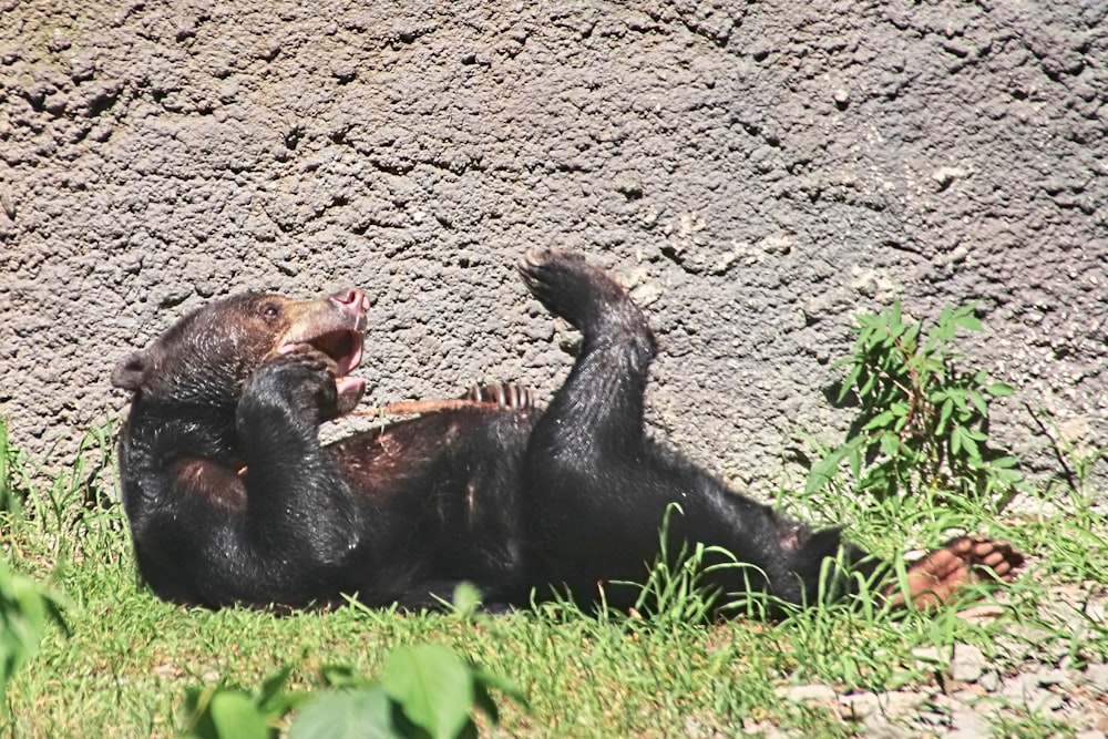 urso preto na grama verde durante o dia