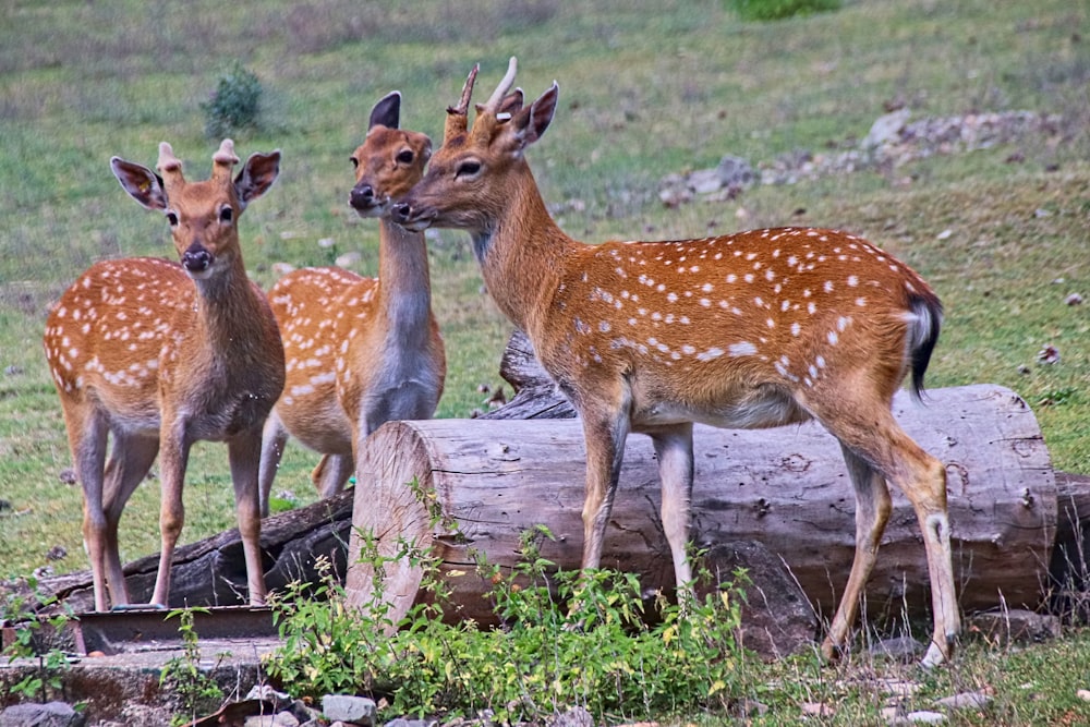 brown deer on green grass during daytime