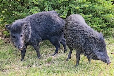 Two wild pigs with dark, coarse fur stand on grassy ground, surrounded by lush green bushes.