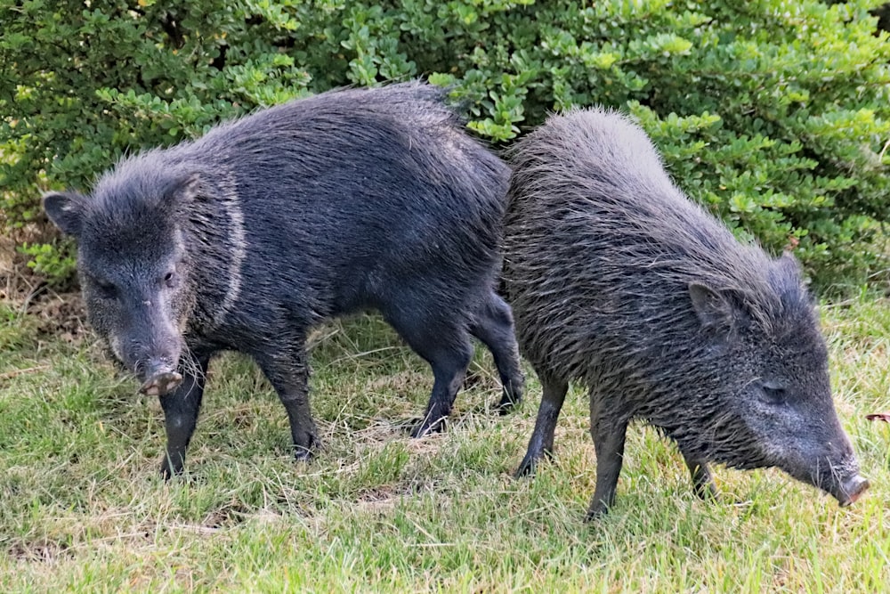 black animal on green grass field during daytime