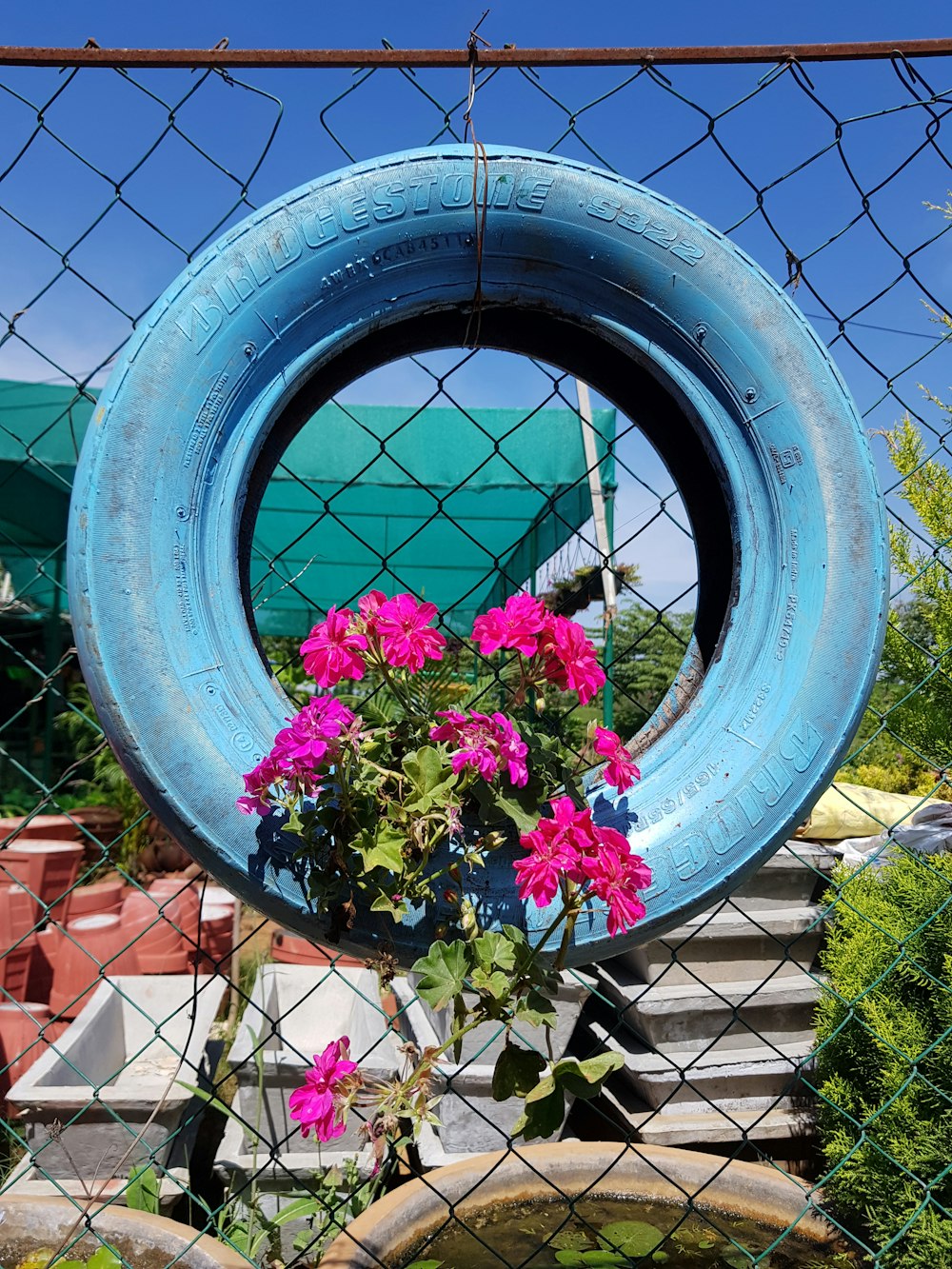 pink flowers on blue round pot