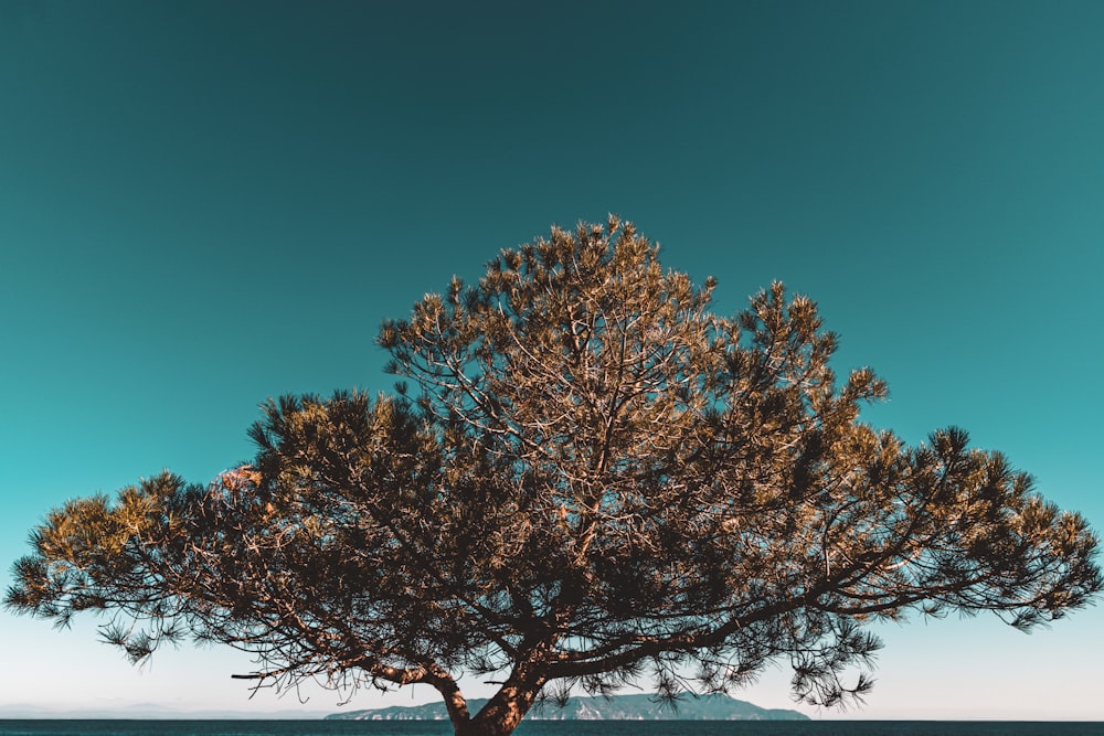 arbre brun sous le ciel bleu pendant la journée