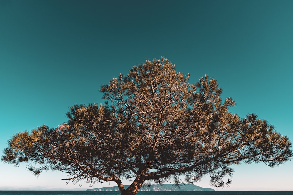 albero marrone sotto il cielo blu durante il giorno