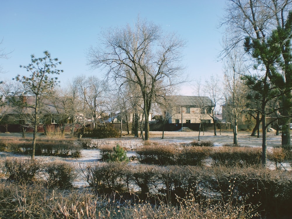 bare trees near body of water during daytime