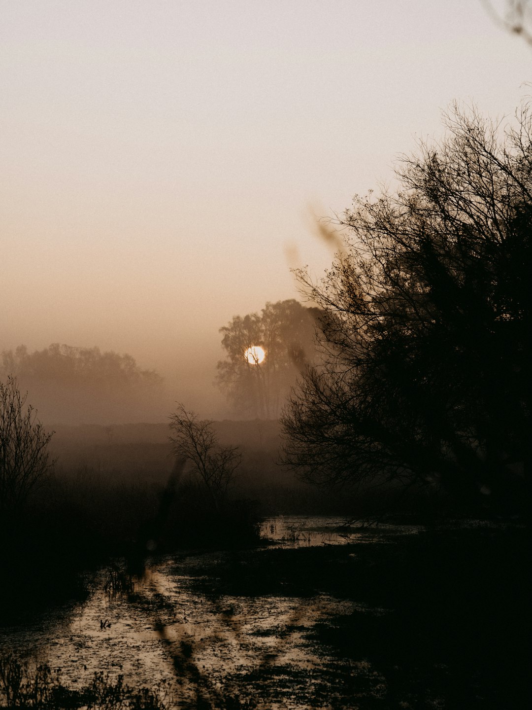 silhouette of trees during sunset