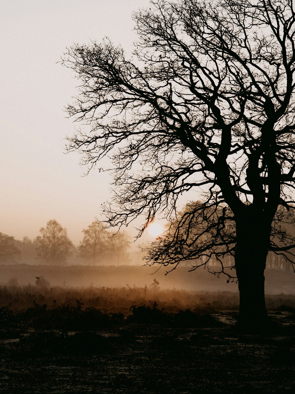 leafless tree on green grass field during foggy day