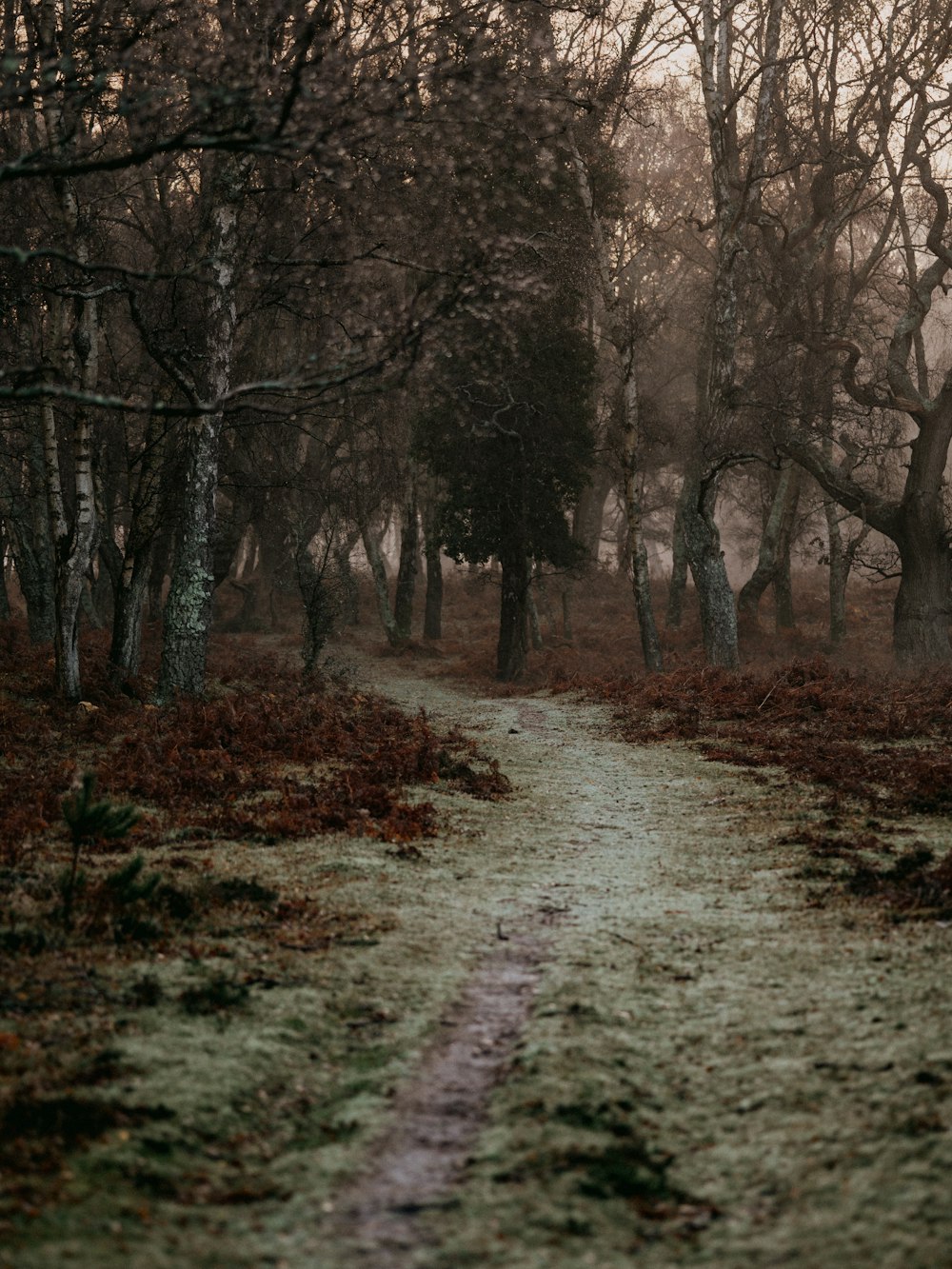 pathway between trees during daytime