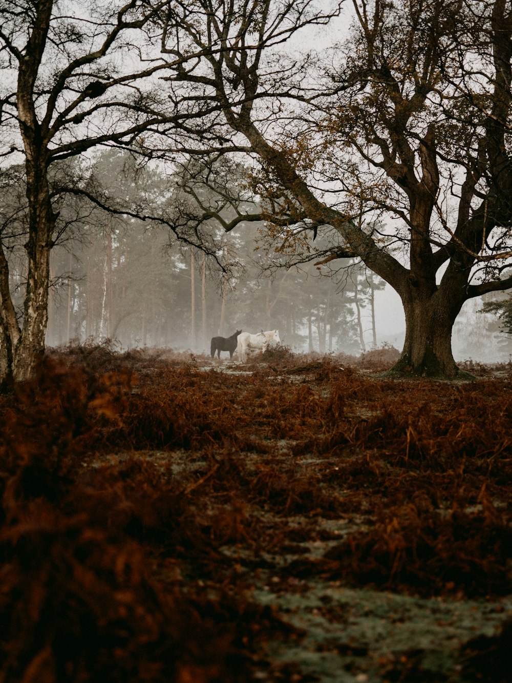 bare tree on brown grass field during daytime