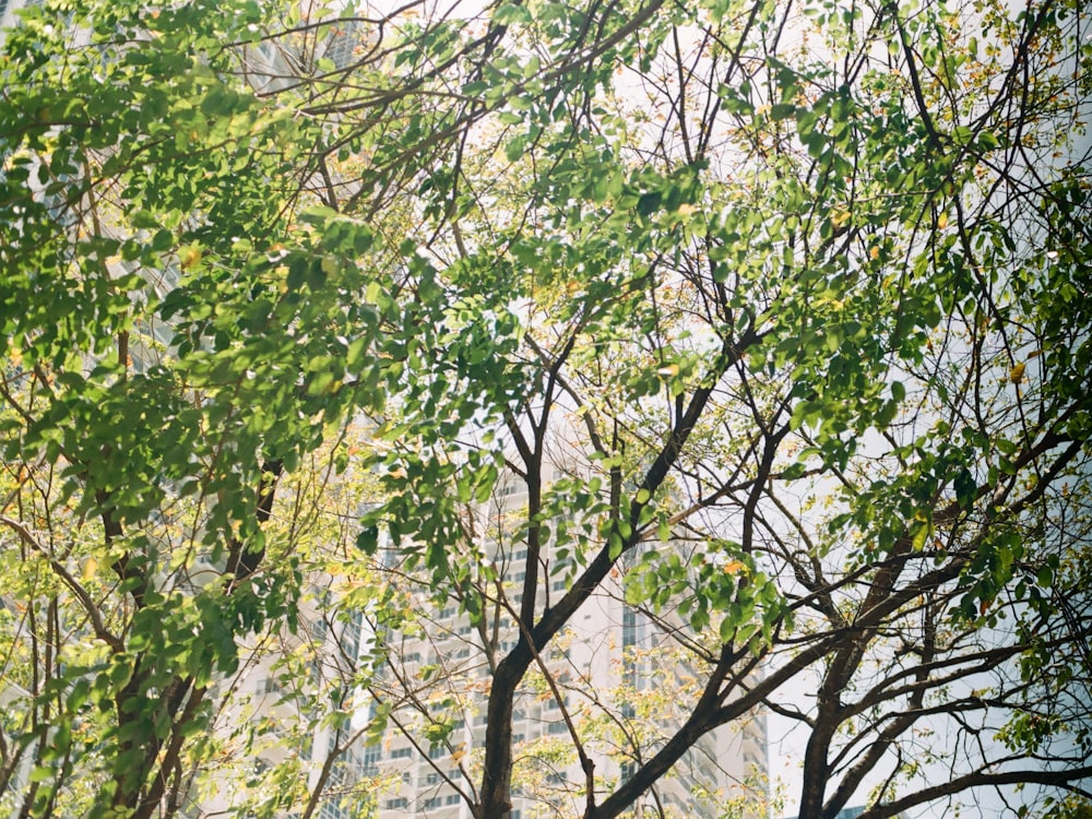 albero a foglia verde durante il giorno