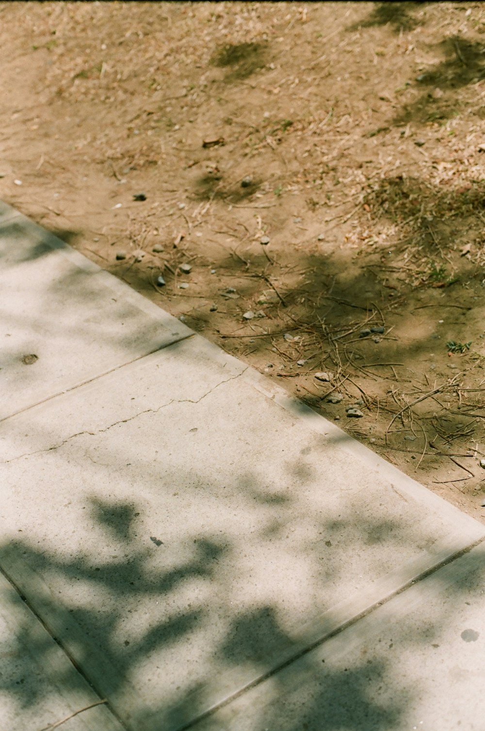 brown dried leaves on gray concrete floor