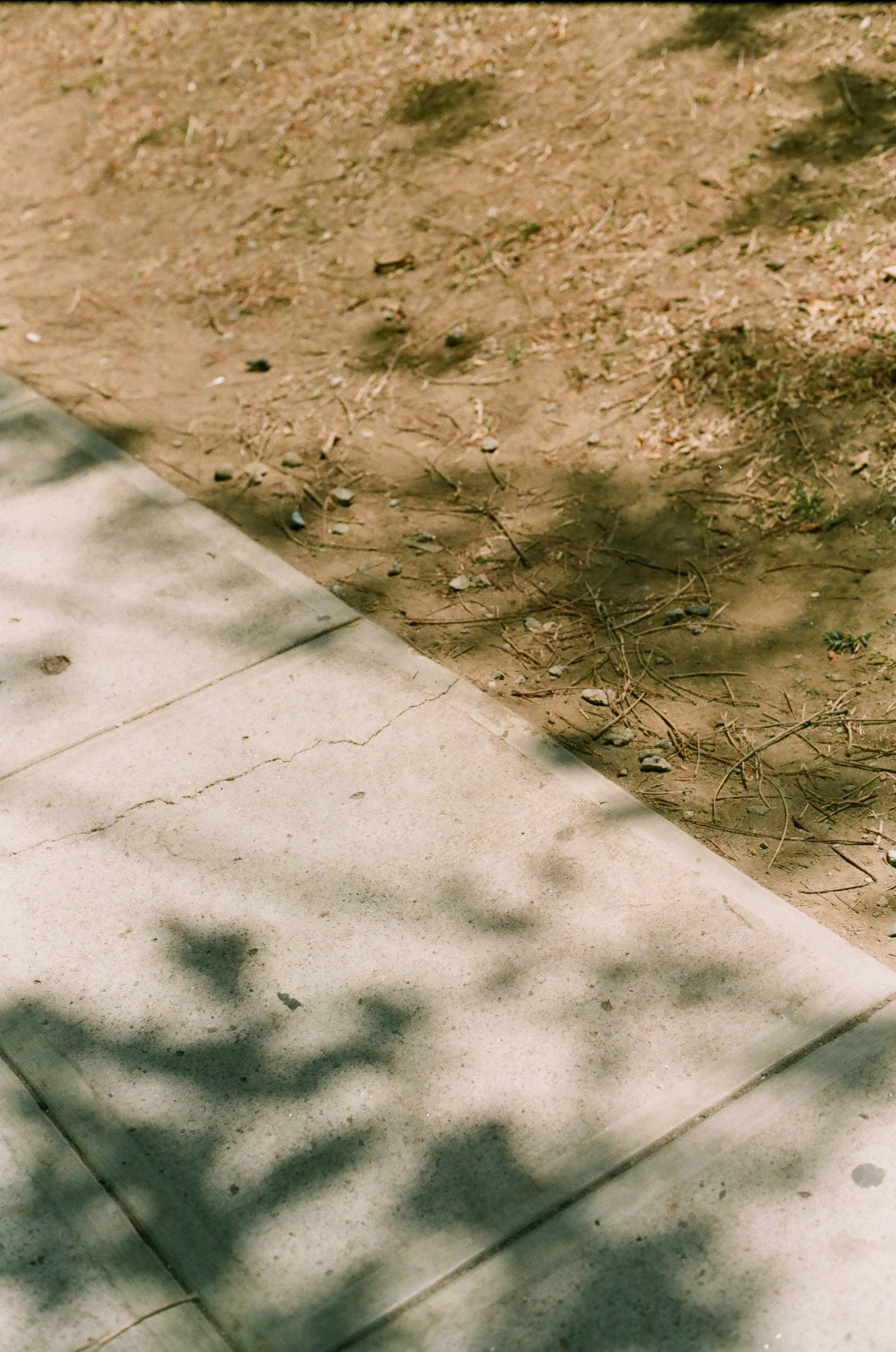 brown dried leaves on gray concrete floor