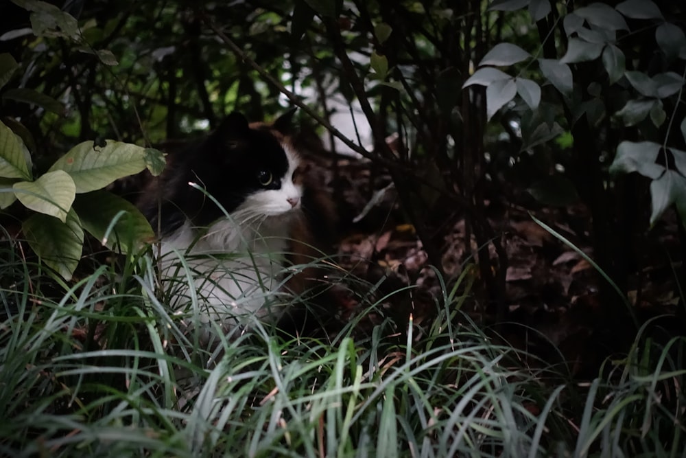 black and white cat on green grass