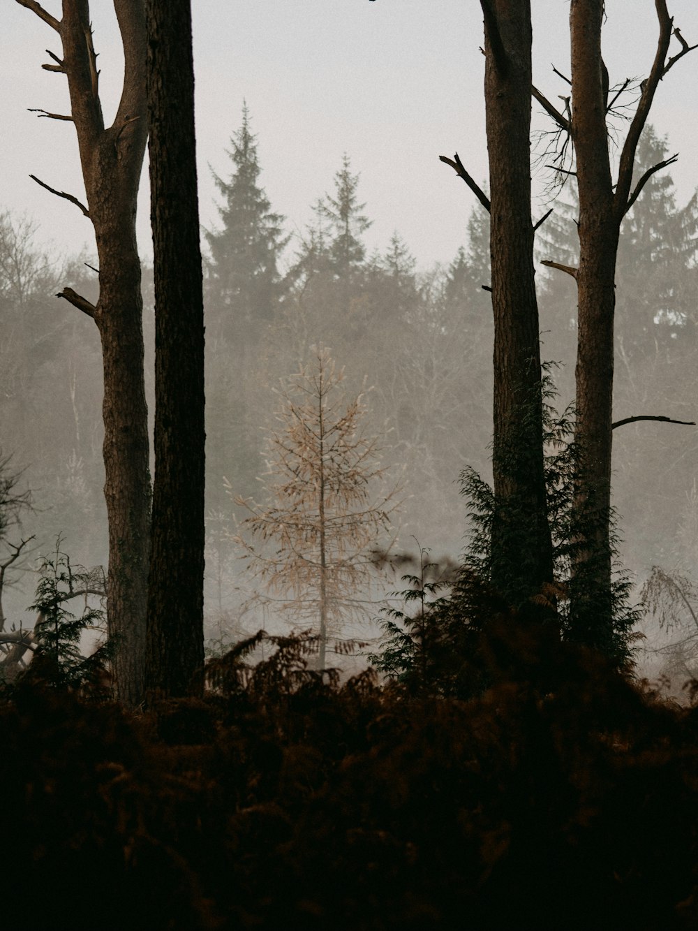bare trees on forest covered with fog