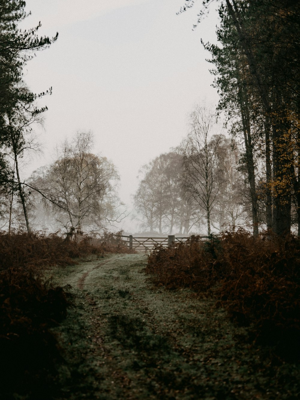 green grass field with fog