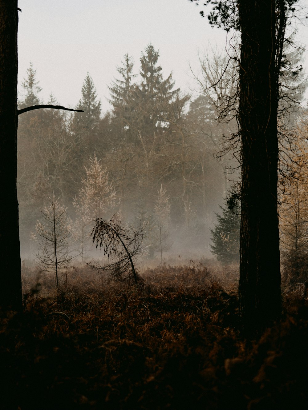 trees on forest during fog