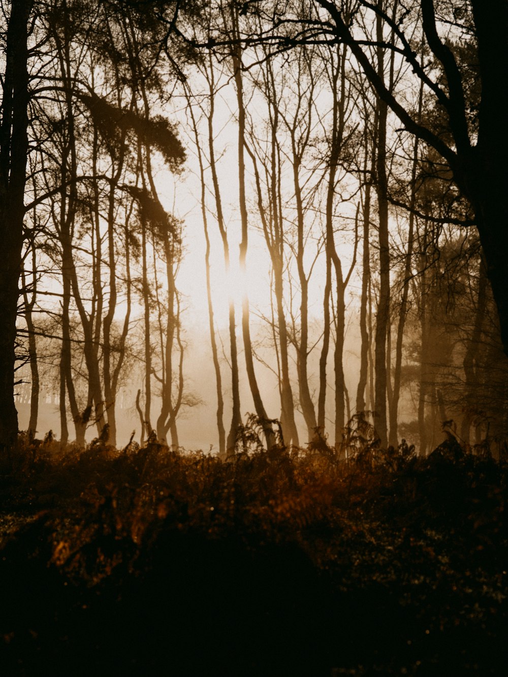 silhouette of trees during sunset