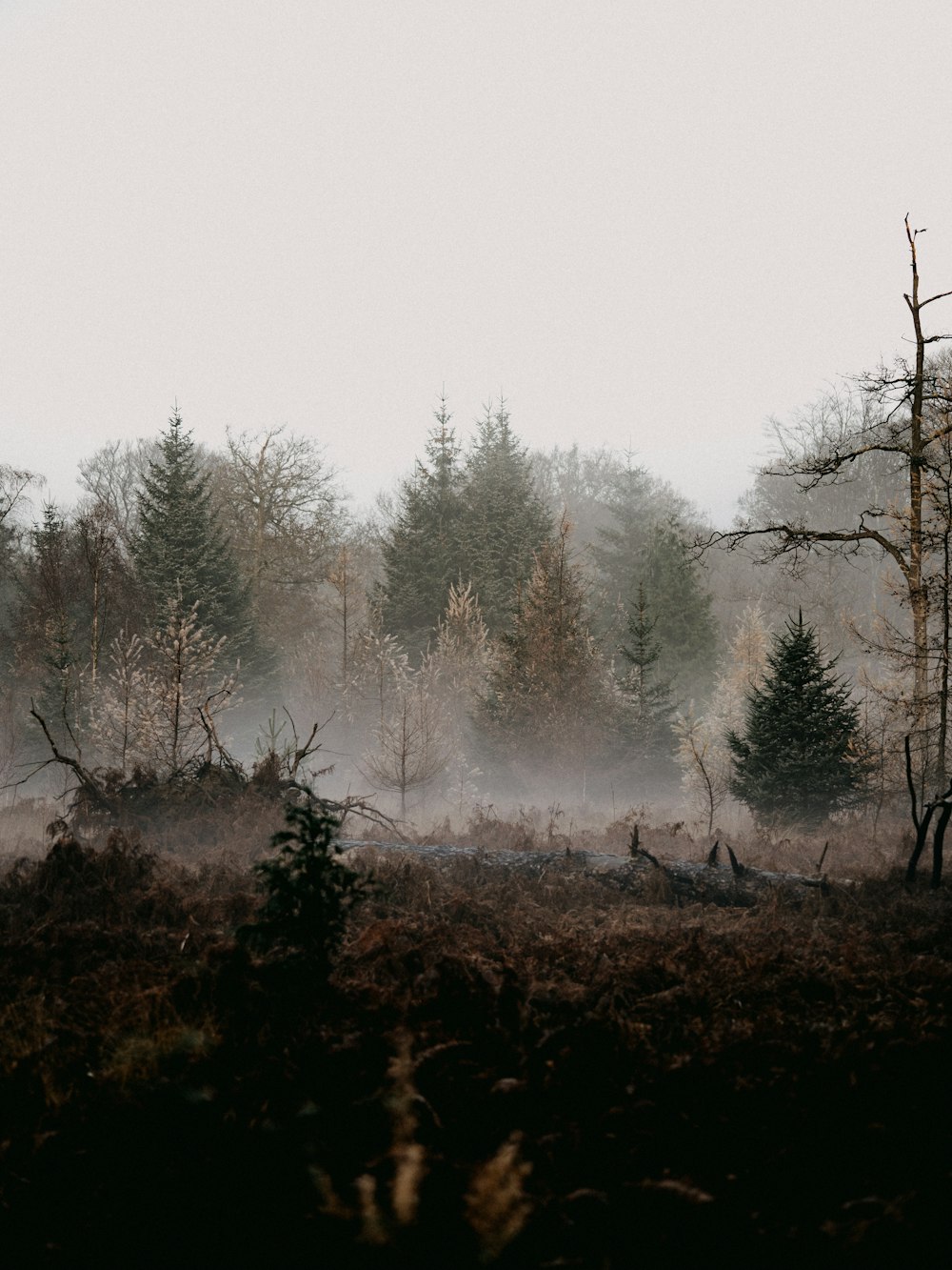 pinos verdes cubiertos de niebla