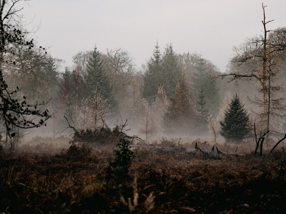 green trees covered with fog