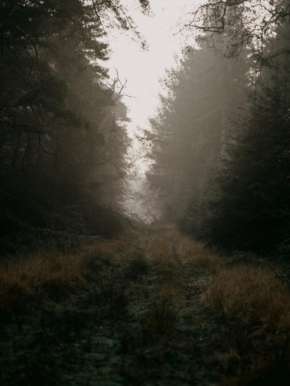 green trees covered with fog