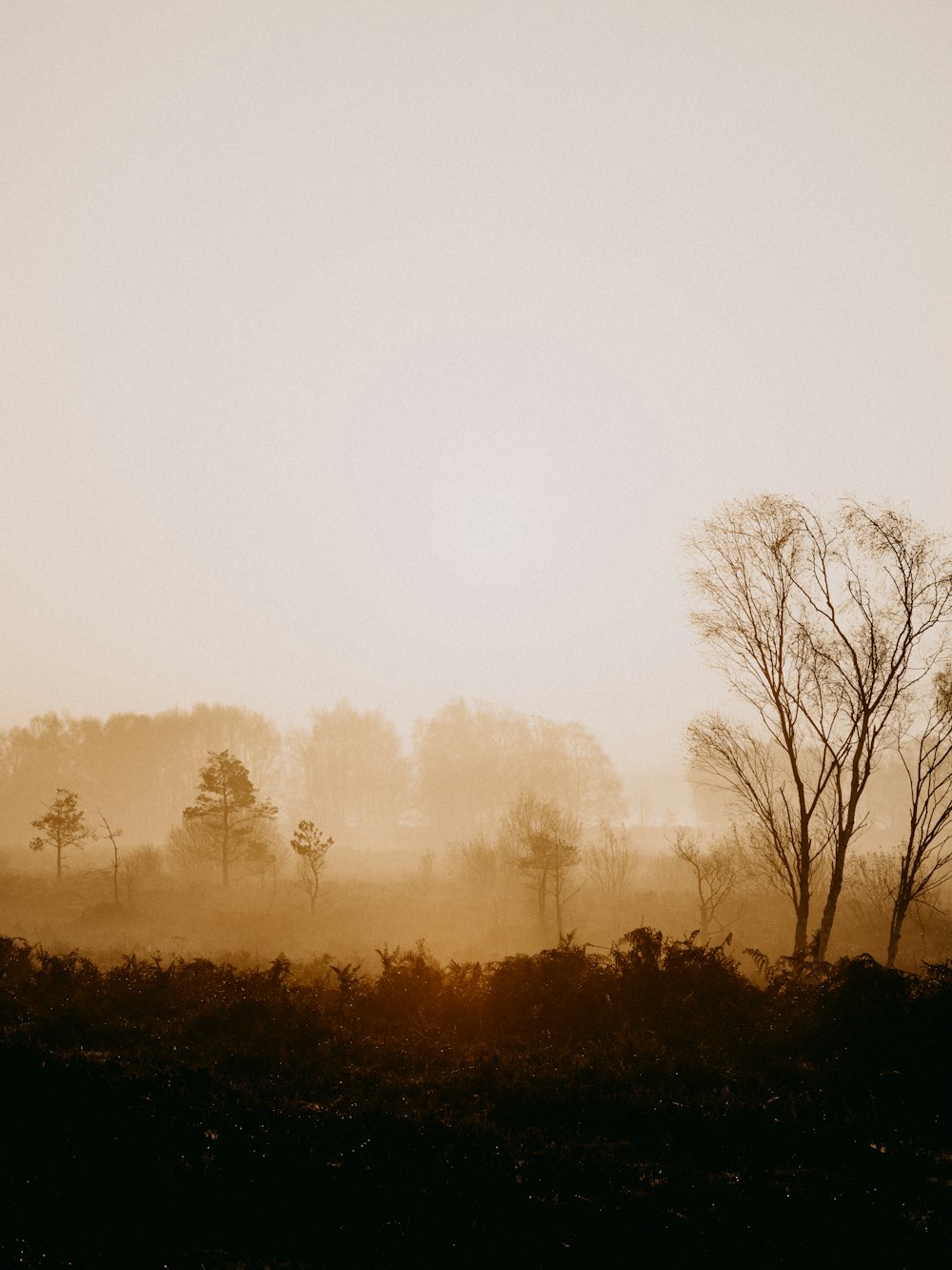 alberi verdi con tempo nebbioso