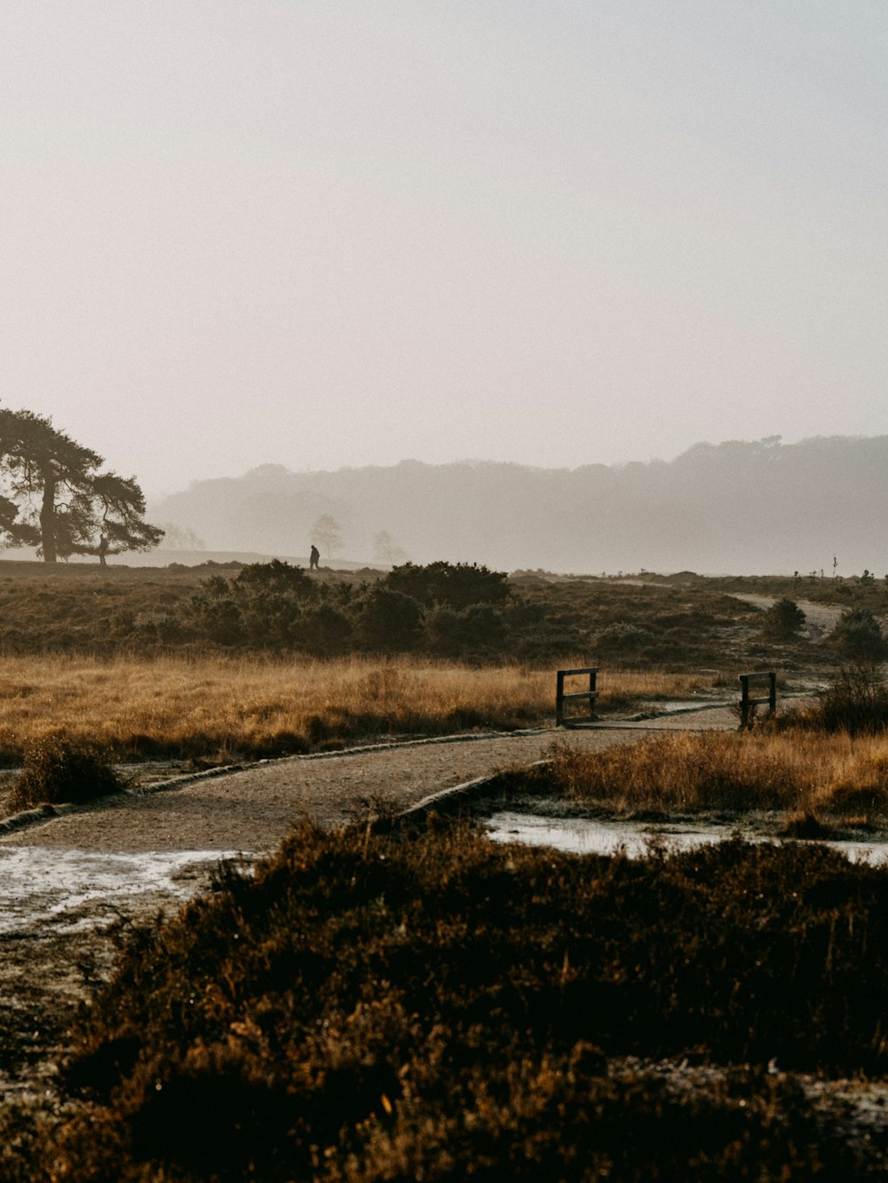 brown grass field near body of water during daytime